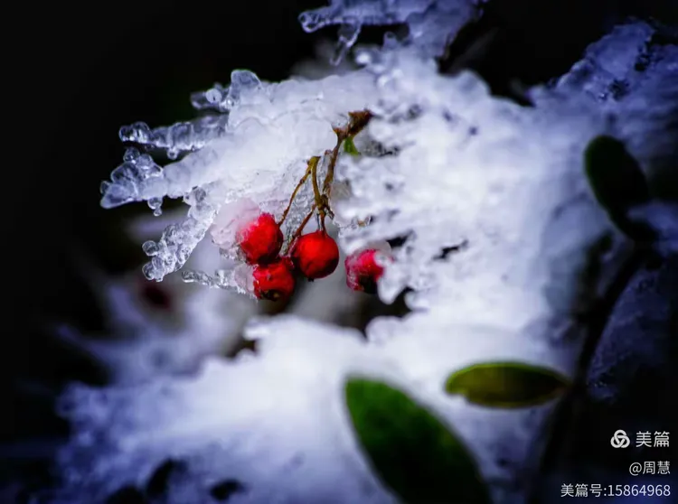 雪凝